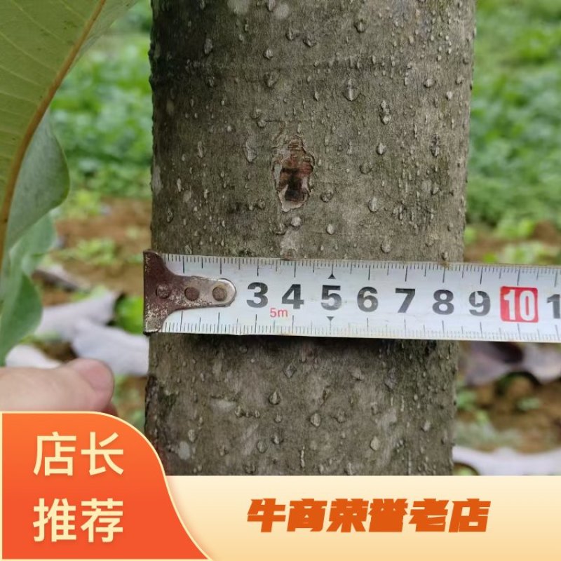 湖北恩施直发厚朴树，香气浓！常年供应！欢迎选购