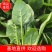 山东菏泽精品菠菜基地种植产地直销大量上市欢迎咨询
