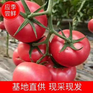 山东硬粉硬粉西红柿产地直供货源充足量大从优
