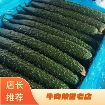 山东聊城莘县密刺黄瓜大量上市规格齐全货源充足全国发货