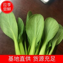【上海青油菜】山东菏泽曹县基地直供，视频看货代收代发