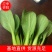 【上海青油菜】山东菏泽曹县基地直供，视频看货代收代发