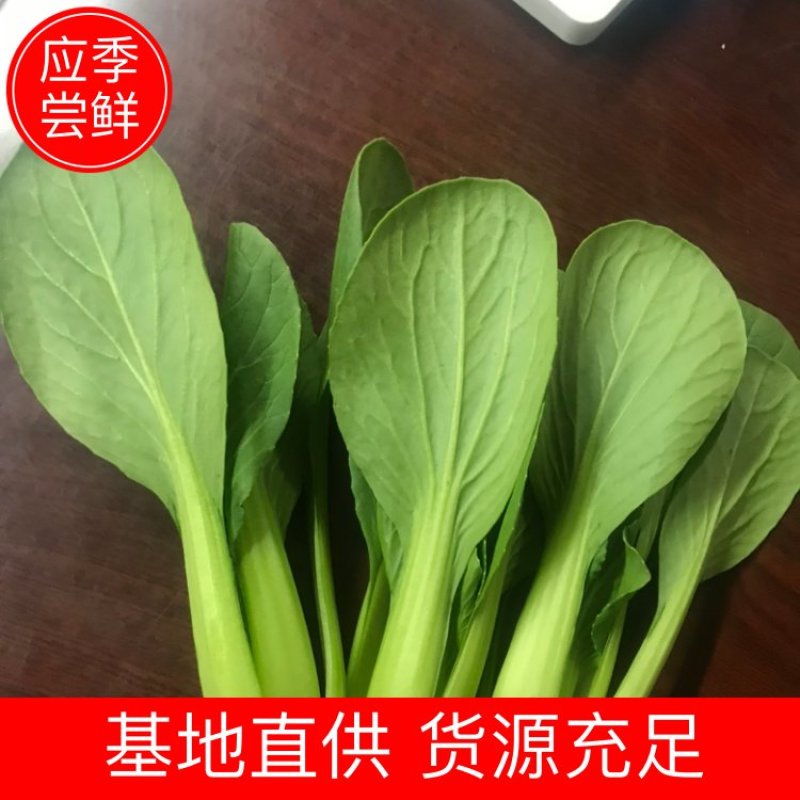 【上海青油菜】山东菏泽曹县基地直供，视频看货代收代发