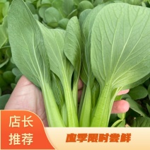 精品上海青叶菜基地，大量上市，欢迎全国采购商致电，