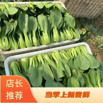 上海青油菜山东曹县蔬菜基地，常年供应，支持线上交易