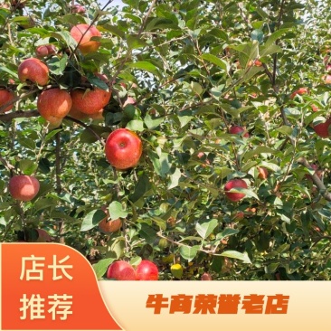 四川省大凉山盐源早富士苹果条红片红大量供货