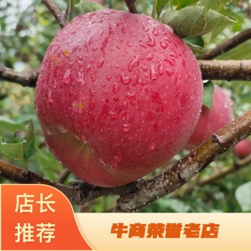 【推荐】大凉山盐源县高山红将军苹果产地直供代办量大优惠