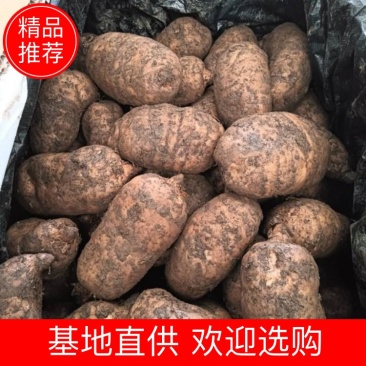 【成都产地直供】新鲜天麻，每天到货，欢迎订购