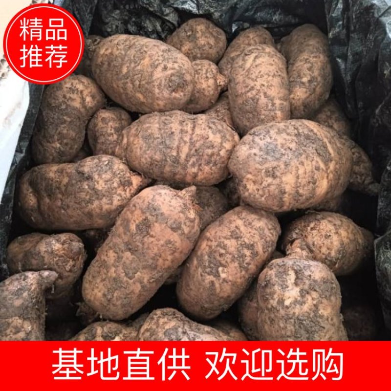 【成都产地直供】新鲜天麻，每天到货，欢迎订购