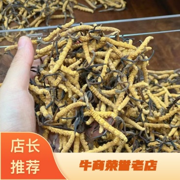 精品冬虫夏草三十年实体老店品质保证诚信经营全年稳定供货