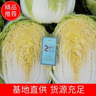 湖北白菜玲珑黄大吨位供应保质保量诚信发货