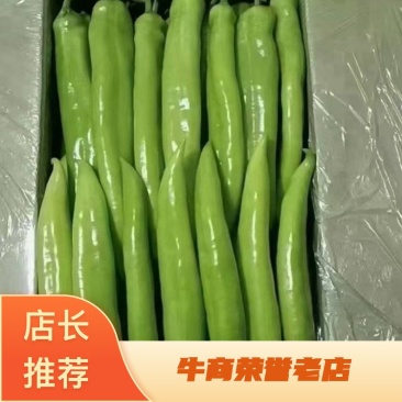 精品尖椒基地直发301辣椒品质保证大量供应