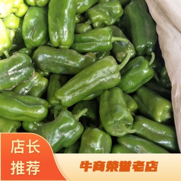 太空椒方椒/圆椒/山东圆椒/产地批发/全国供应电商市场