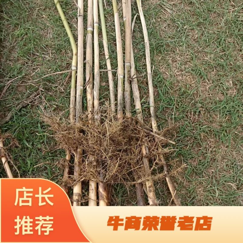 芦苇苗河道绿化，净化水质，耐旱成活率高，