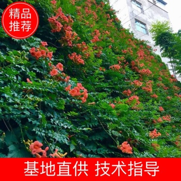 凌霄花/中华凌霄花/爬藤凌霄花/美国凌霄花