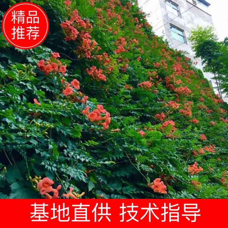 凌霄花/中华凌霄花/爬藤凌霄花/美国凌霄花