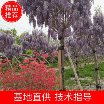 树型紫藤/日系紫藤花