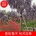 树型紫藤/日系紫藤花