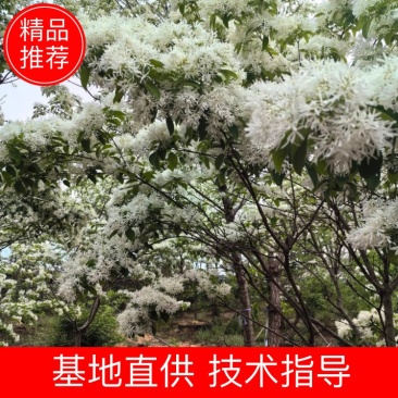 流苏树