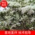 流苏树