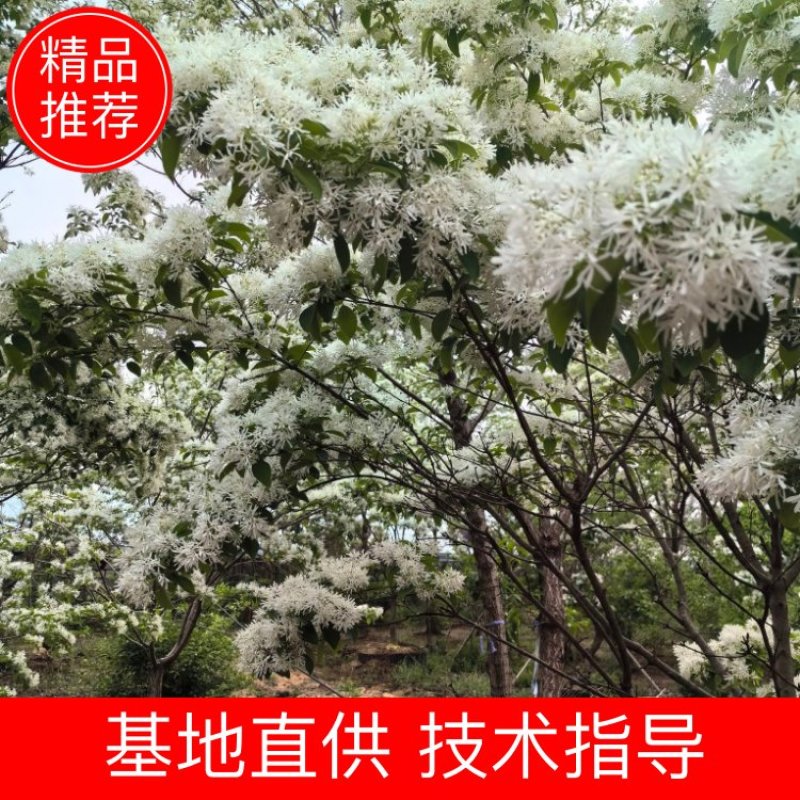 流苏树