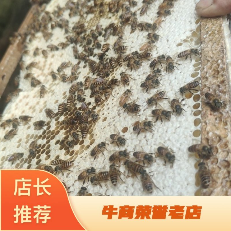 广东中蜂土蜂蜜结晶蜜农家自产自销年产一次