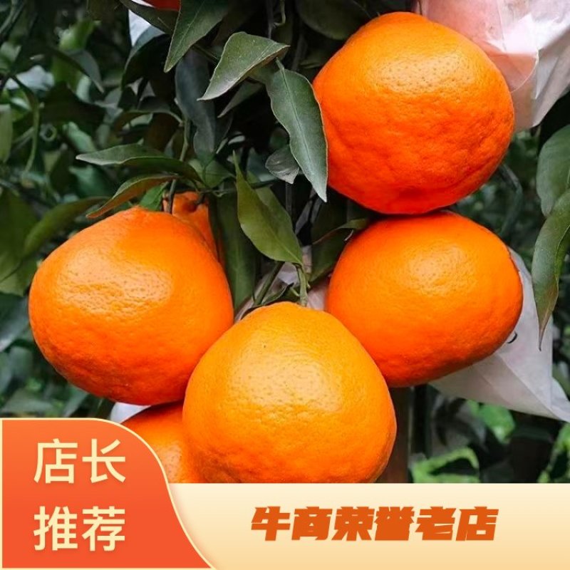 四川精品耙耙柑春见柑桔产地直发一手货源全国发货
