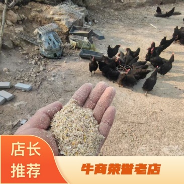 黑鸡\散养黑鸡\莱芜黑鸡\山东济南长清区散养山鸡全国供货
