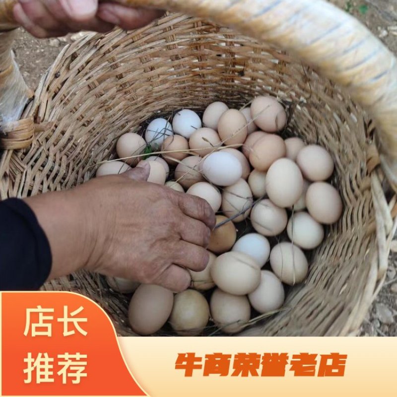 山鸡蛋莱芜黑鸡山鸡蛋\山东济南莱芜鸡蛋\散养山鸡大量有货