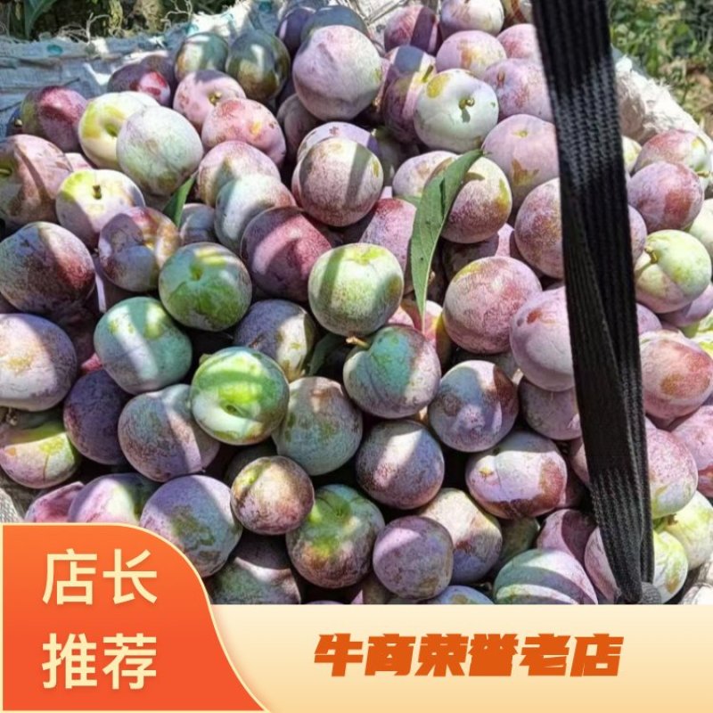 小脆红李子，产地直发，大量有货，欢迎各位老板咨询采购