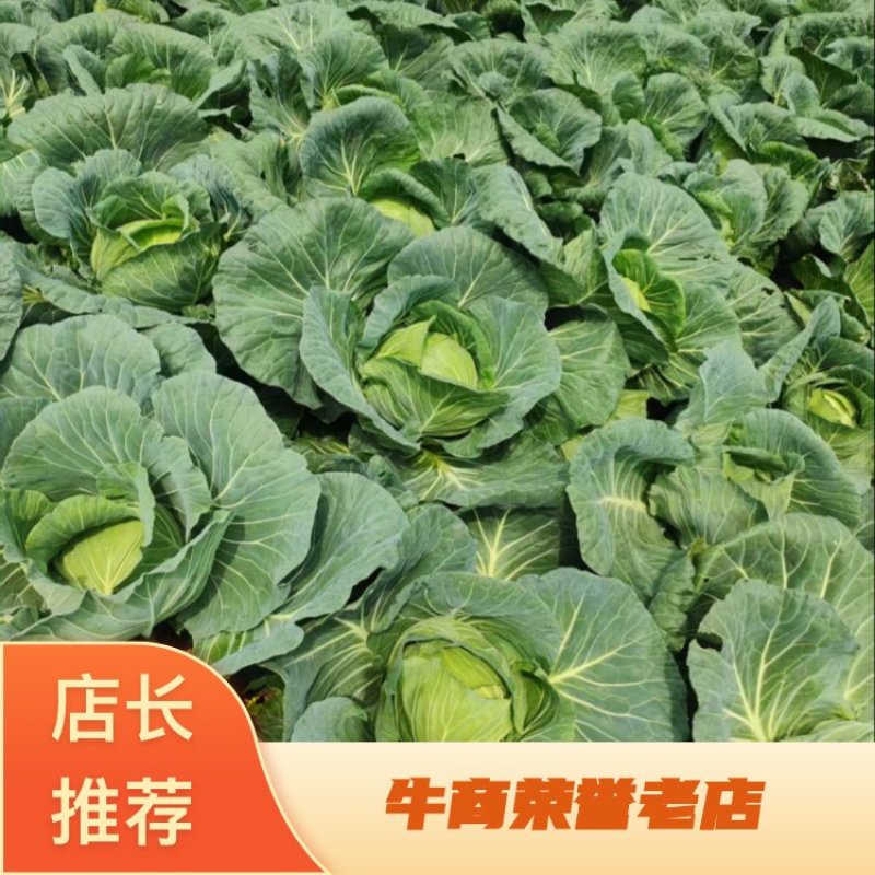 甘蓝，自家种植，可视频看货，产地直发，欢迎咨询采购