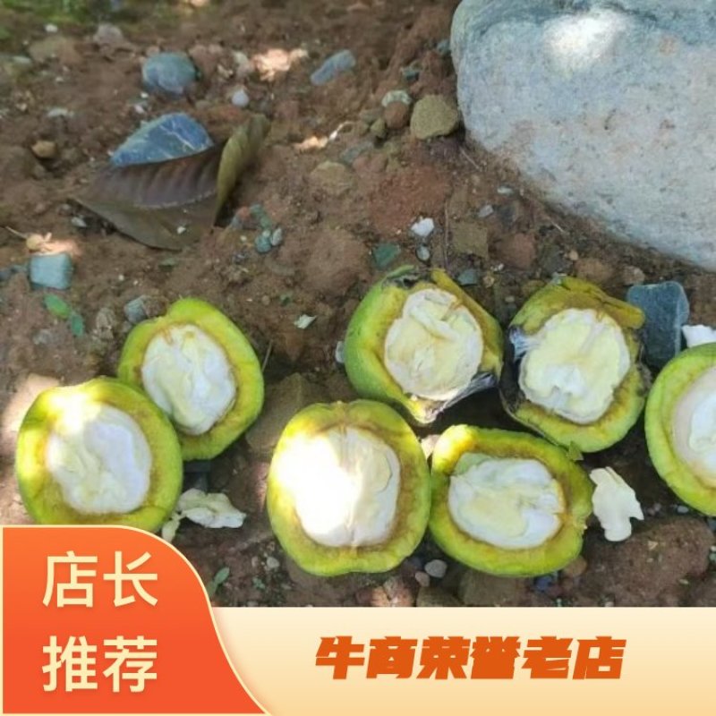 凉山核桃产地直发价格美丽品质保证