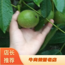 凉山青皮核桃品质保证服务周到产地直发价格美丽