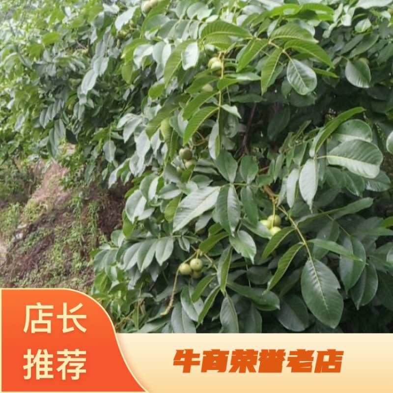 树河核桃
