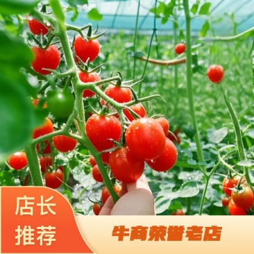 山东釜山88玲珑，产地新鲜直发，量大从优，供应商超