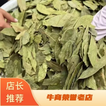广西香叶产地直发送货上门