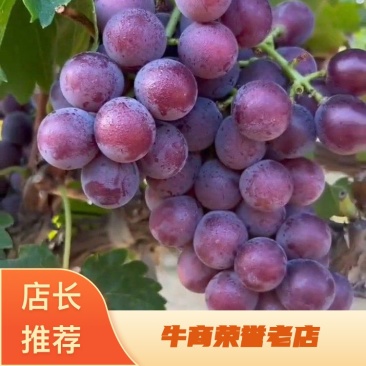 紫葡萄巨峰葡萄各种口味香甜可口量大从优