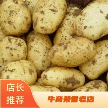 黄心土豆河南土豆大量现货供应，现挖现发，品质好，价格低