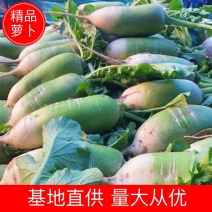精品青萝卜宁夏青萝卜基地直发量大从优欢迎咨询