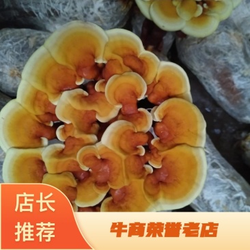 灵芝盆景花鲜货，自产自销可视频看货