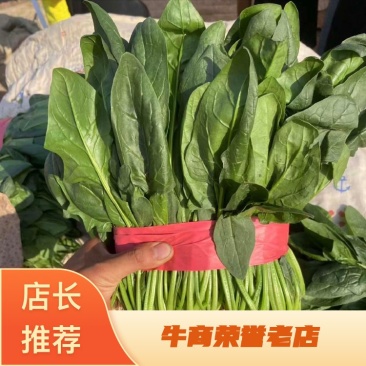 河北昌黎大叶菠菜新鲜大量上市对接市场商超平台支持看货