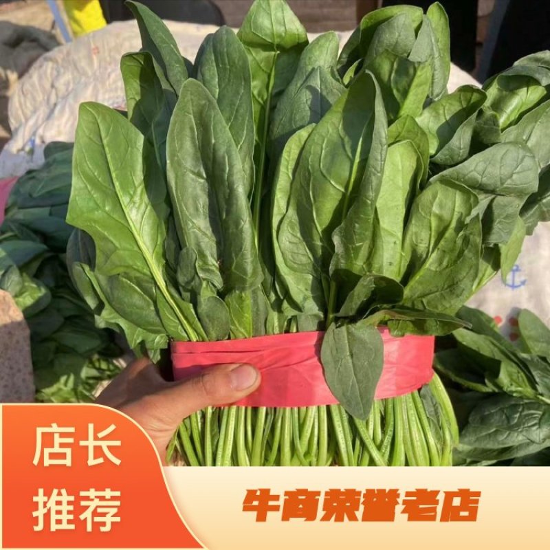 河北昌黎大叶菠菜新鲜大量上市对接市场商超平台支持看货