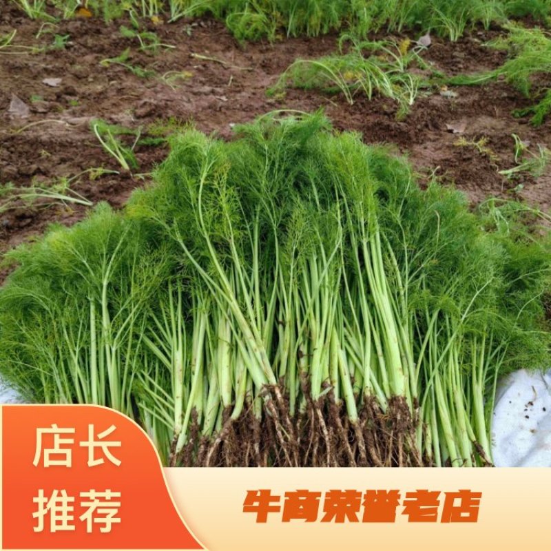 河北昌黎新鲜茴香大量上市价格稳定欢迎选购品质保障