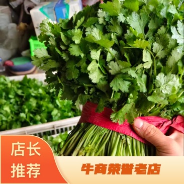 河北昌黎大叶香菜大量上市对接各大市场商超平台品质保障