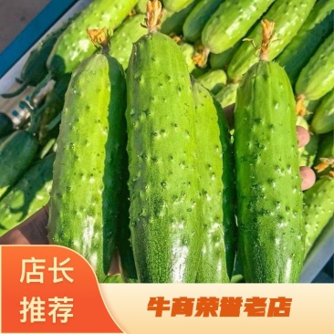 河北昌黎旱黄瓜大量上市长期供应各大市场商超平台支持看货