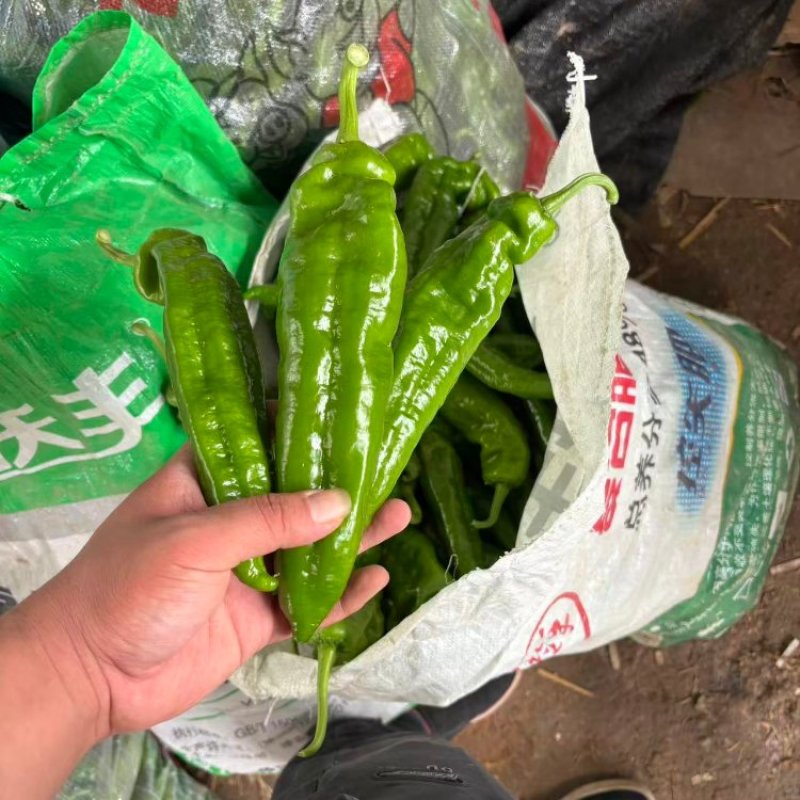 301辣椒鲜辣椒产地直销量大质优支持视频看货采购中
