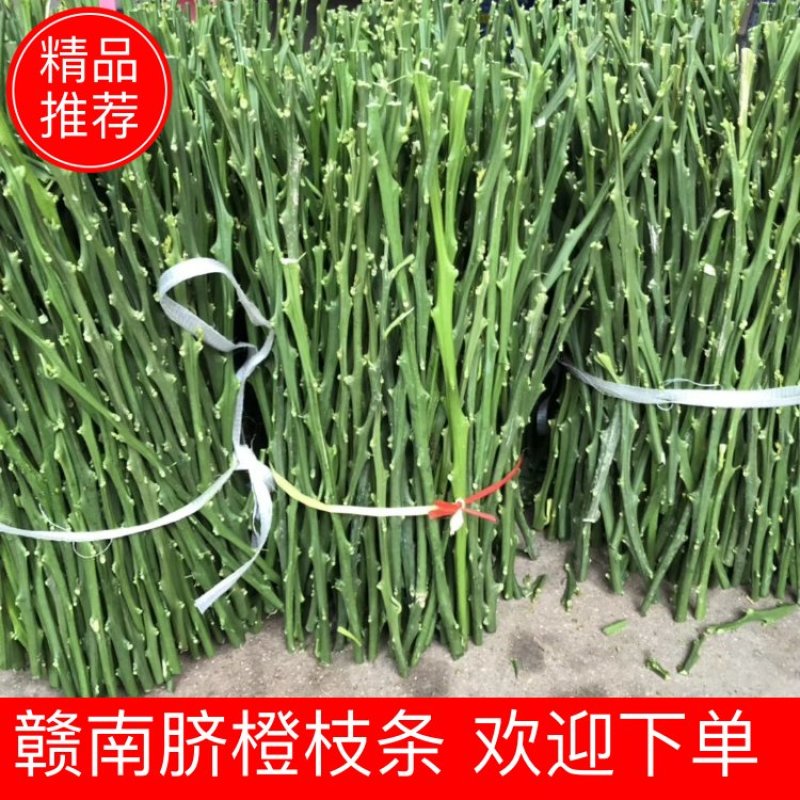 【脐橙枝条】赣南脐橙枝条接穗芽条包正宗假一赔十