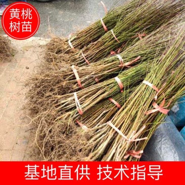 赣州黄桃苗基地现挖现发可视频和实地看货品种保证