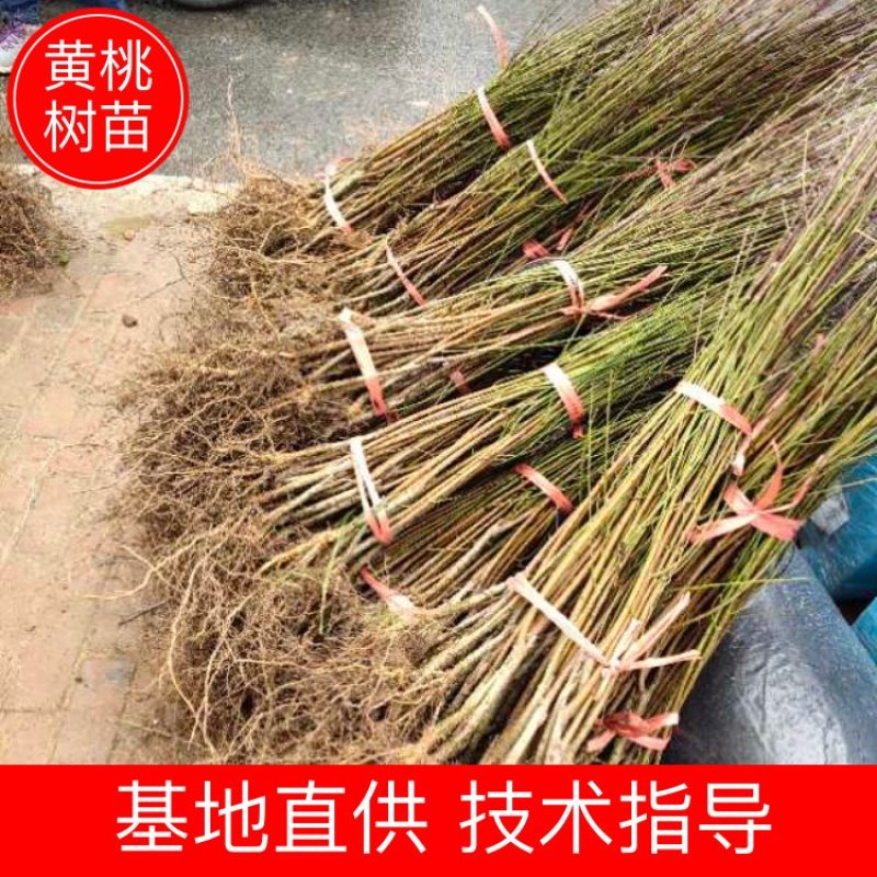 赣州黄桃苗基地现挖现发可视频和实地看货品种保证