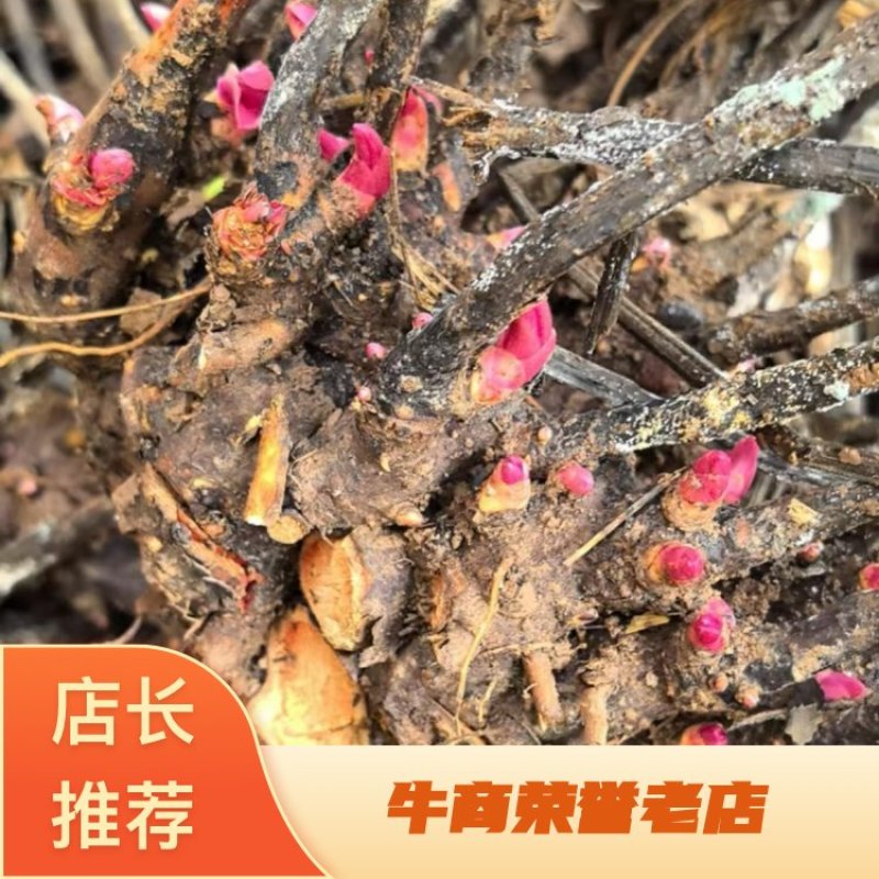 安徽亳州白勺种苗产地直供货源充足支持看货选购